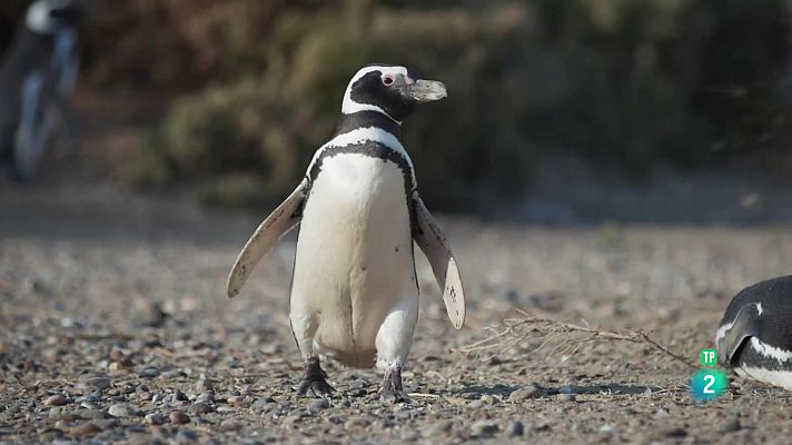 Som Documentals - Migracions animals èpiques: La Patagonia