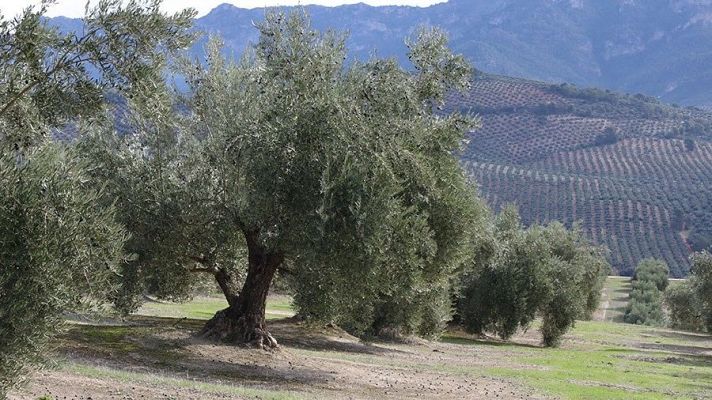 La hora de La 1 - "Un arancel es malo porque distorsiona lo que es un libre comercio"