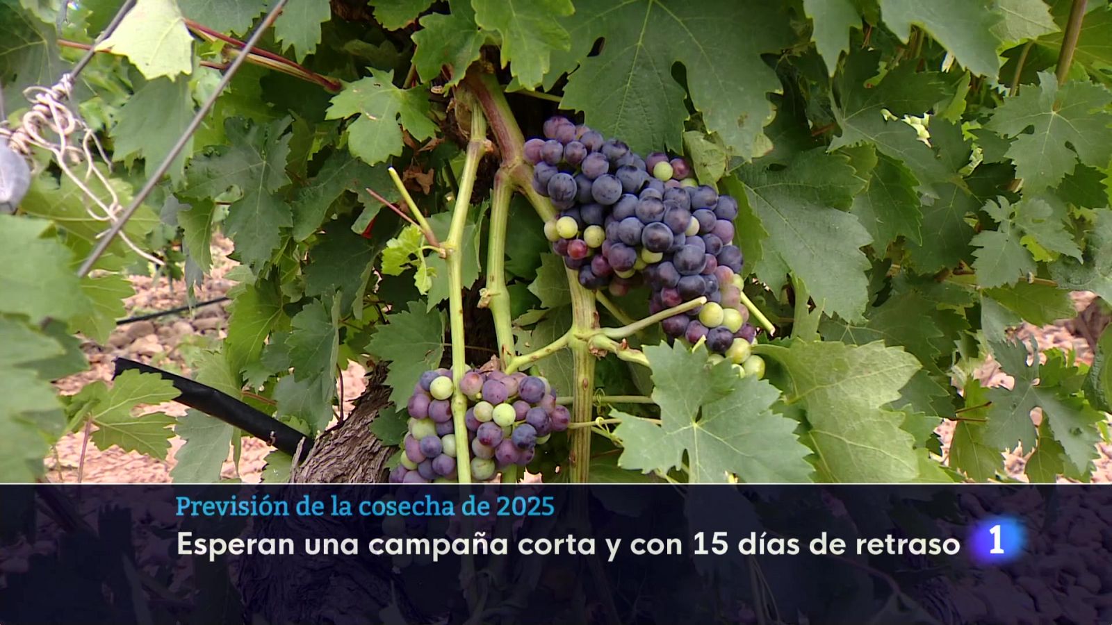 Informativo Telerioja 01-08-2025 Ver ahora | Ver