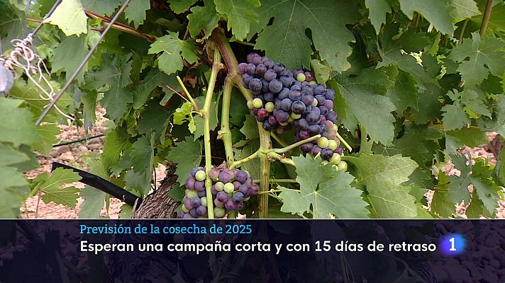 Informativo Telerioja - Informativo Telerioja 01-08-2025 Ver ahora