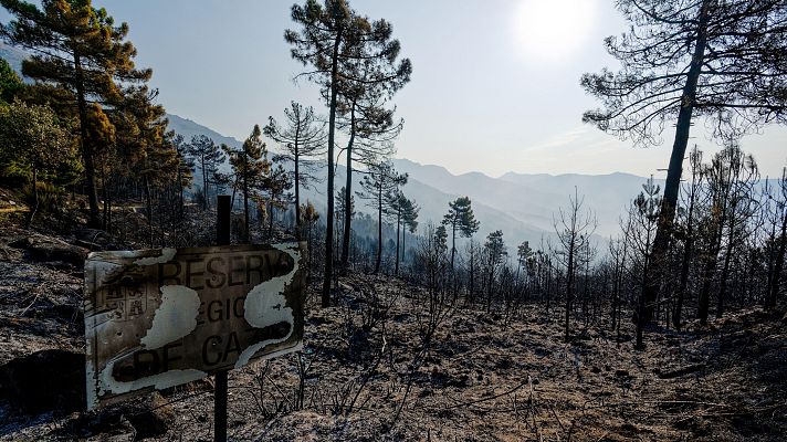  - ¿Qué ocurre bajo el suelo tras un incendio? La vida invisible que el fuego arrasa