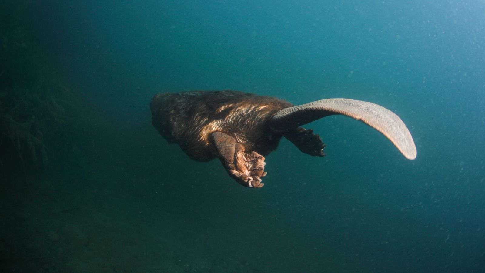 Somos documentales - Castor, un superhéroe de la naturaleza - Somos Documentales | Ver documental