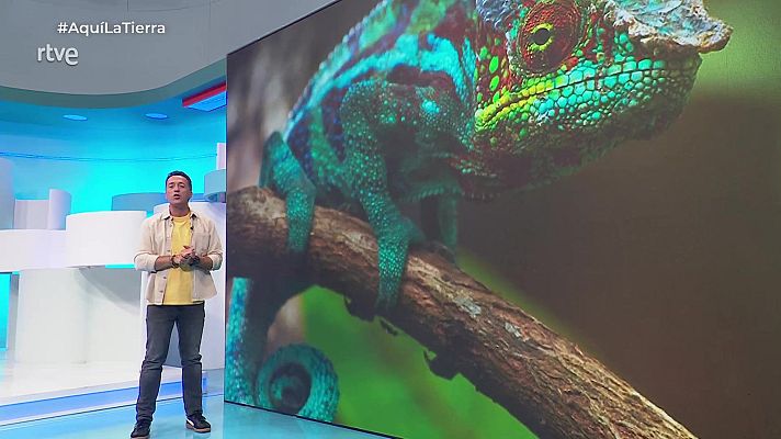 Aquí la Tierra - Aquí la Tierra - 01/08/25