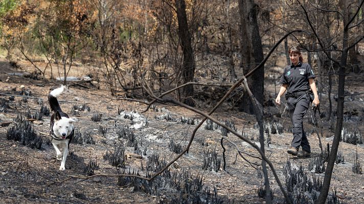 Telediario Fin de Semana - ¿Cómo se investigan los incendios forestales?