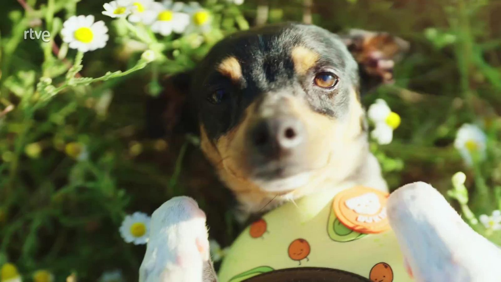 El espacio de adopción de perros, presentado por Chenoa, nos ha robado el corazón y es líder en su franja. Cada martes a partir de las 22.50 horas en La 1 y en RTVE Play