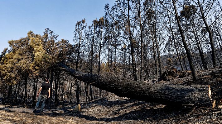Más de 400 personas detenidas o investigadas en 2023 por provocar incendios | Ver