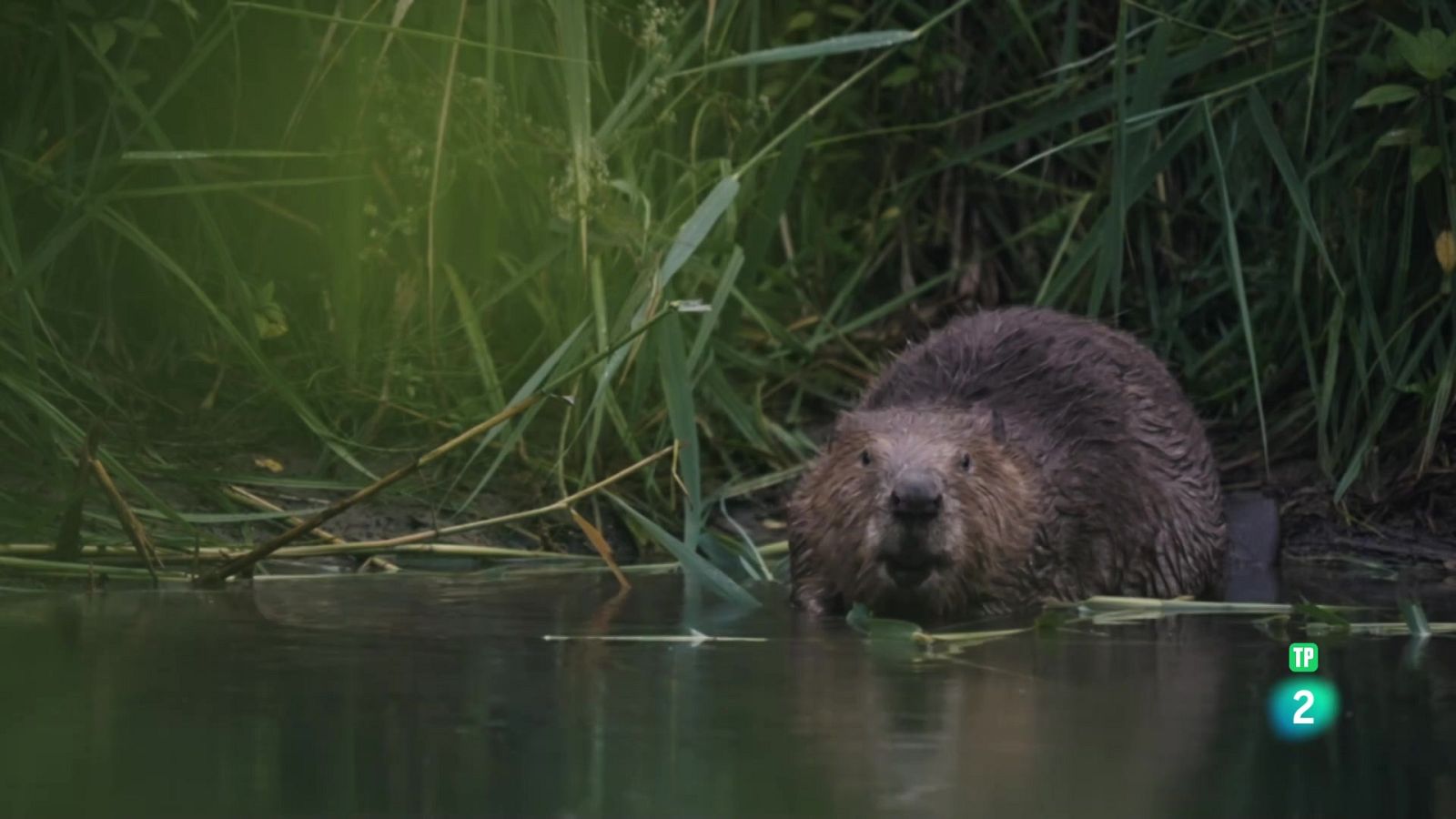 El castor: una força de la natura - Grans documentals - Som Documentals | Veure documental