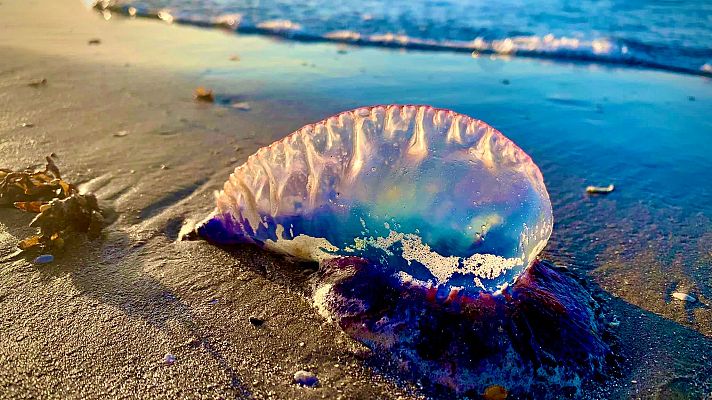 Telediario 1 - Las playas de San Sebastián, en alerta por la presencia de carabelas portuguesas