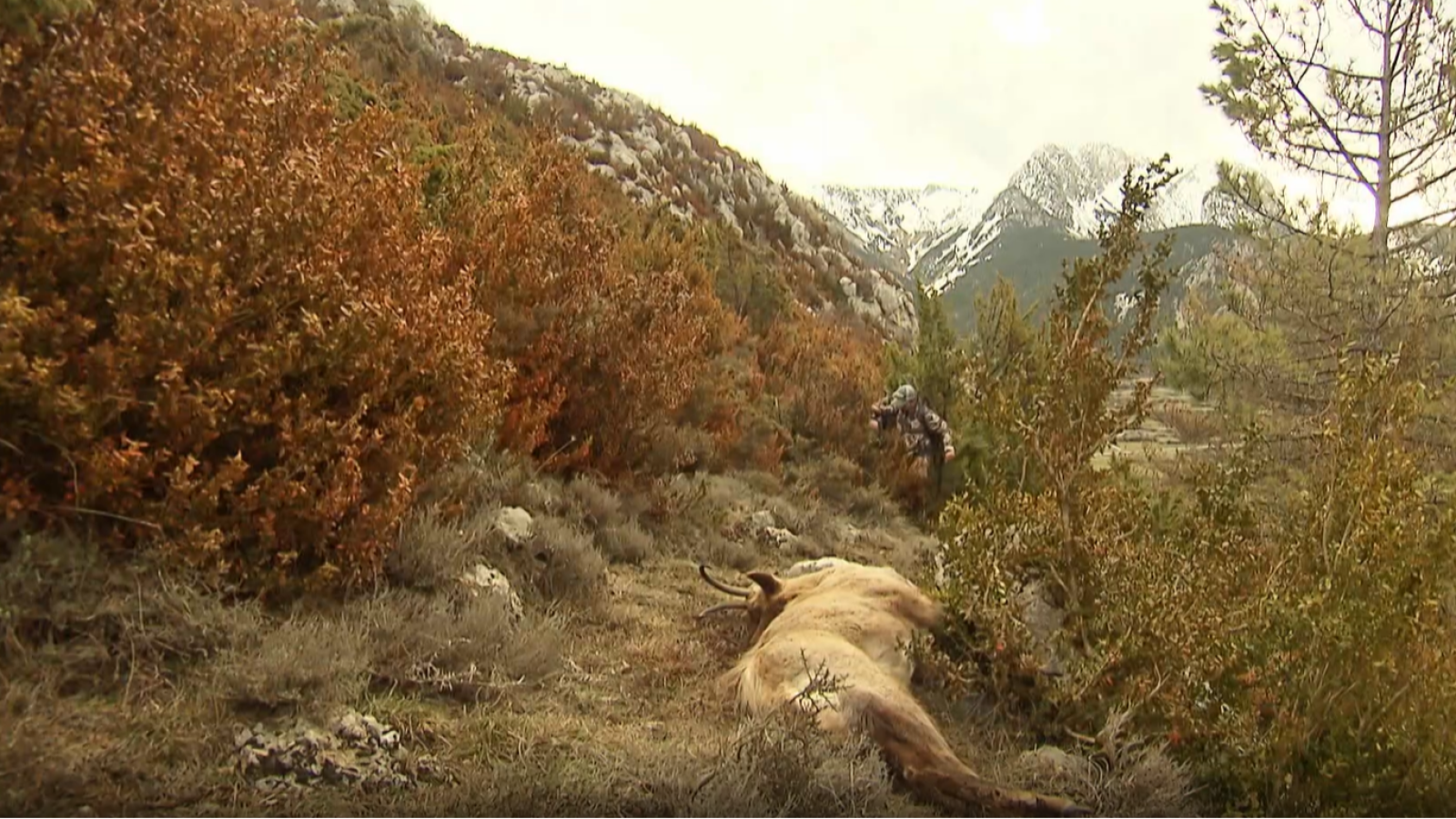 Cientos de furtivos son detenidos cada año por disparar a los animales sin licencia. | Ver