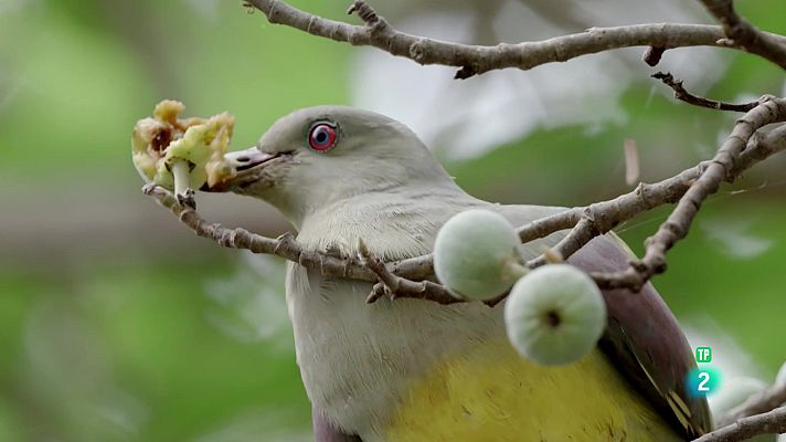 Som Documentals - L'infern de l'Aràbia: Episodi 1. Quan venen les pluges
