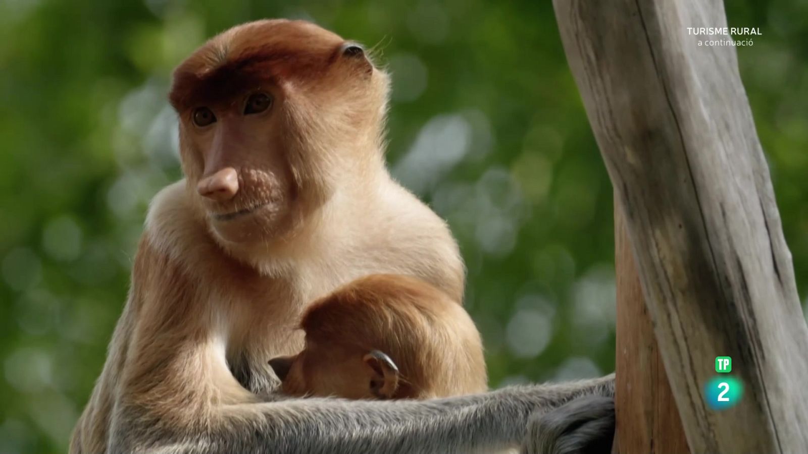 Famílies animals sorprenents: Episodi 6 - Grans documentals - Som Documentals | Veure documental