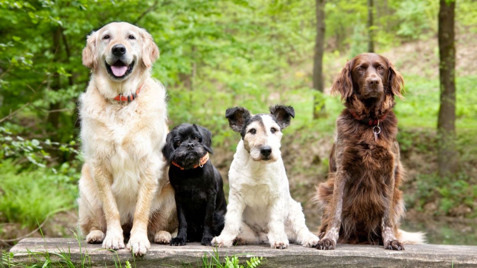 'Dog House': ¿Cómo cuidar a tu mascota en verano? - Mañaneros 360 | Ver