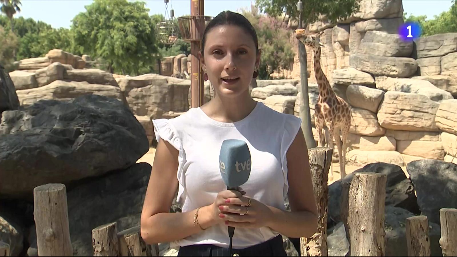 El Zoo de Barcelona també s'adapta a l'onada de calor - L'Informatiu | Veure