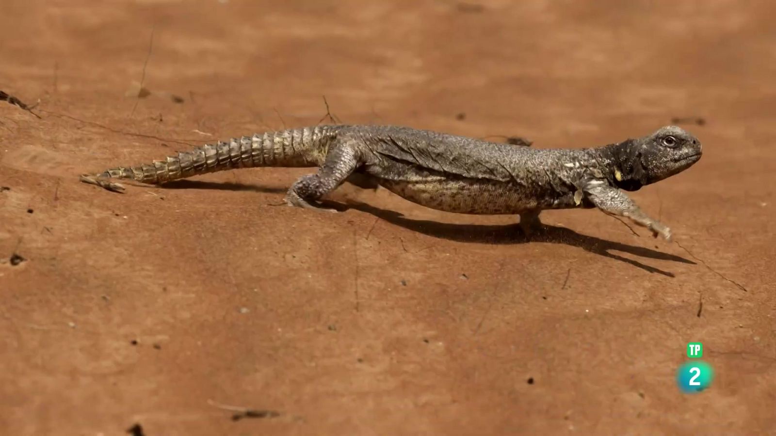 L'infern de l'Aràbia: Episodi 2. A sang freda - Grans Documentals - Som Documentals | Veure documental