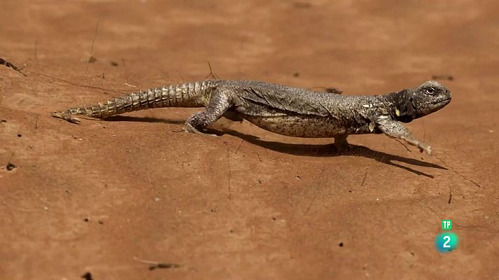 Som Documentals - L'infern de l'Aràbia: Episodi 2. A sang freda