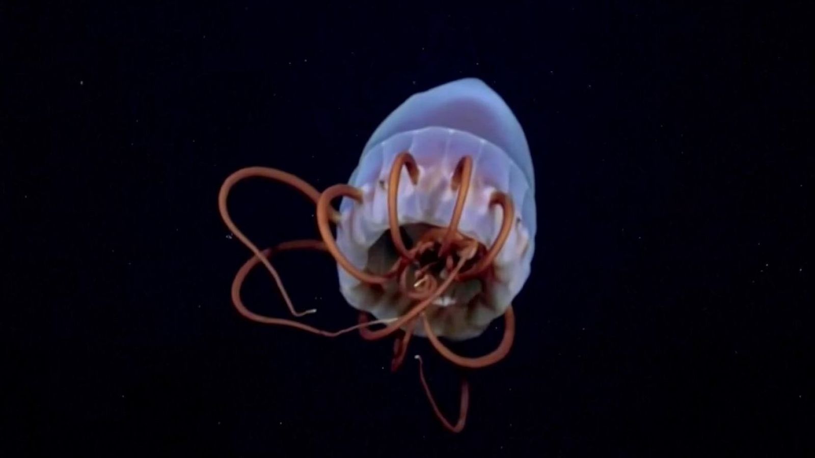 Los animales marinos más virales del momento - Aquí la Tierra | Ver