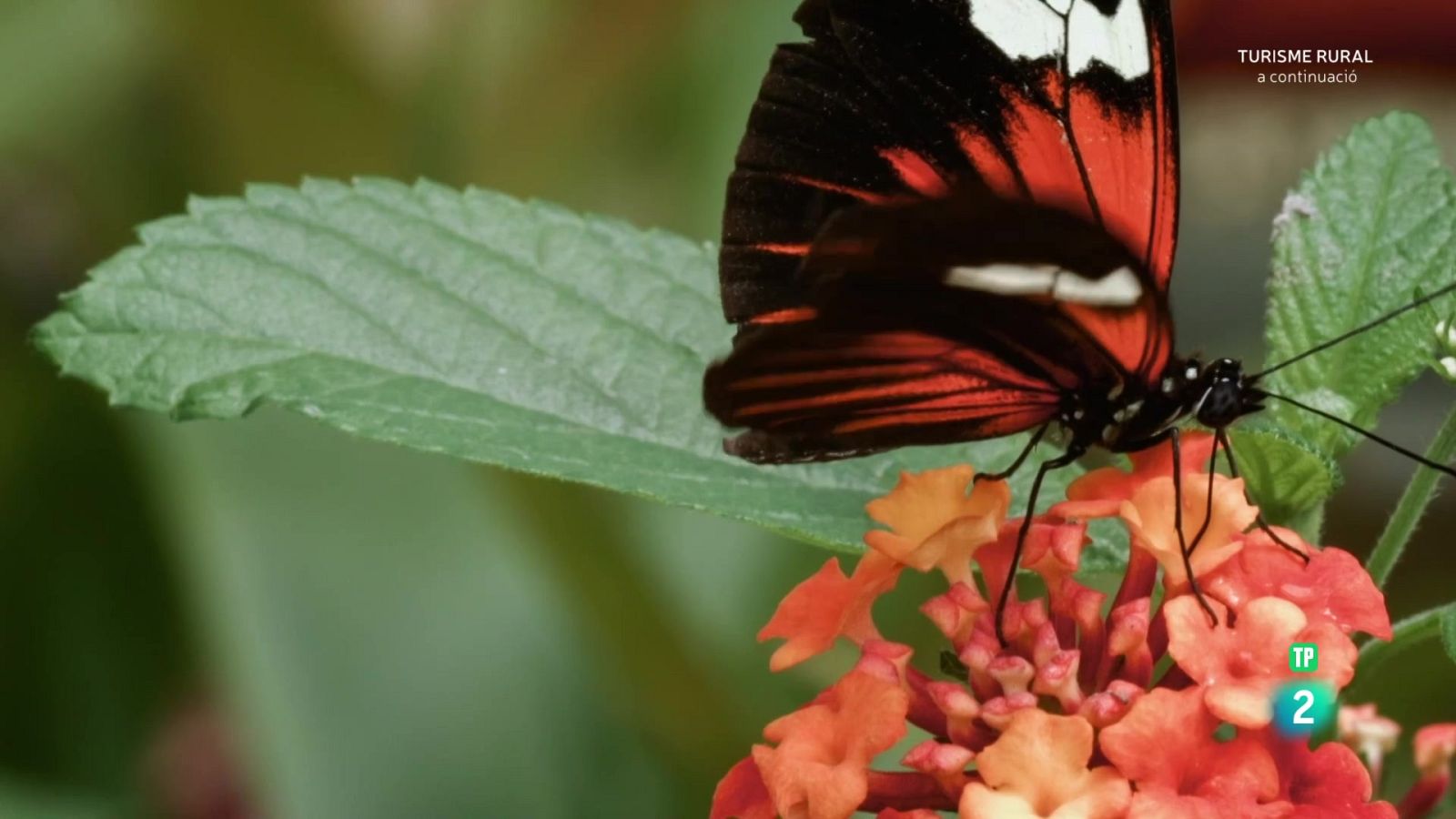 Famílies animals sorprenents: Episodi 7 - Grans Documentals - Som Documentals | Veure documental