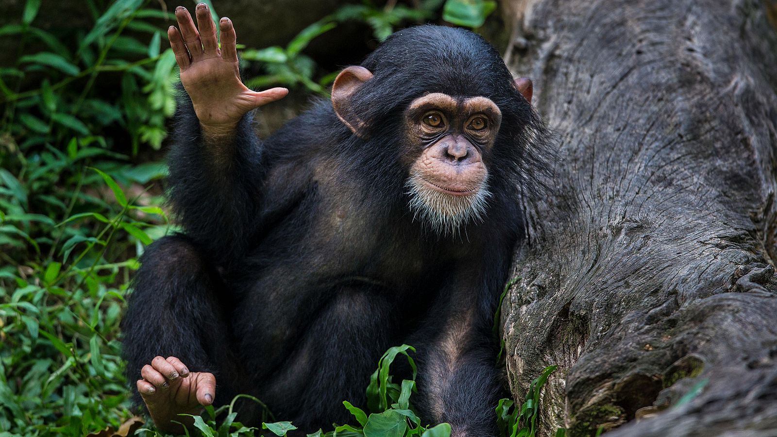 Los chimpancés aprenden imitando gestos y sonidos de sus madres | Ver