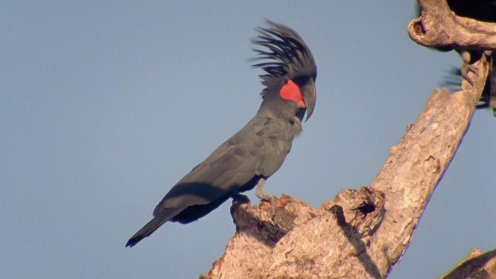 Famílies animals sorprenents: Episodi 8 - Som Documentals | Veure documental