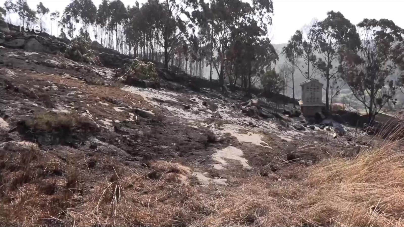 Diario 24 - 07/08/25 - Diario 24 | Ver