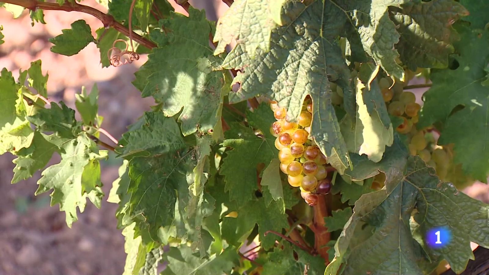 Informativo Telerioja 2 - 07-08-2025 - Informativo Telerioja | Ver