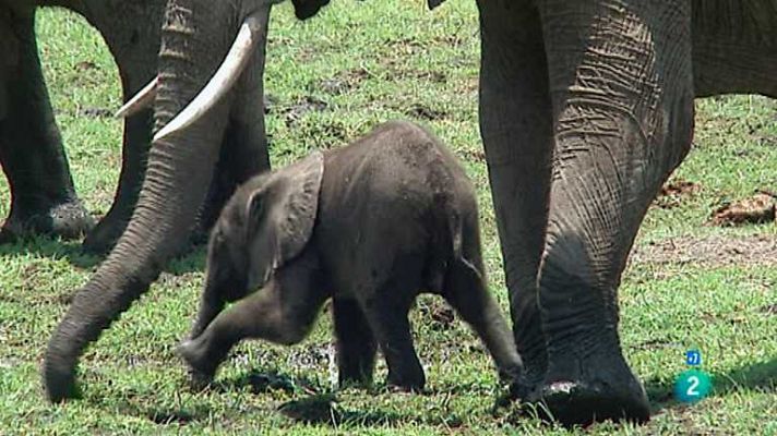 Grandes documentales - Kaza: megaparque para los elefantes