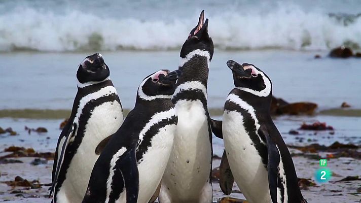 Som Documentals - Famílies animals sorprenents: Episodi 9