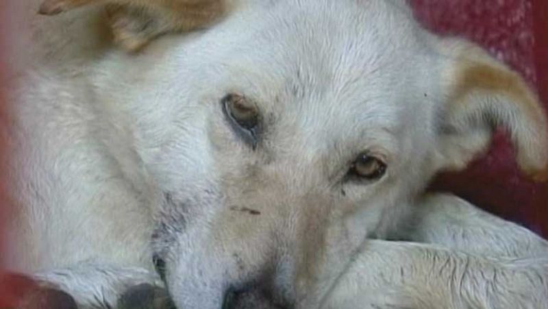 Ataques de perros salvajes en México dejan a cinco personas muertas