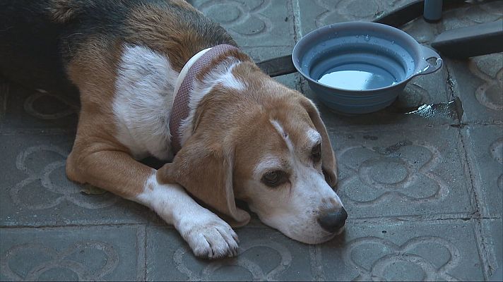 L'Informatiu - L'Informatiu - 10/08/2025