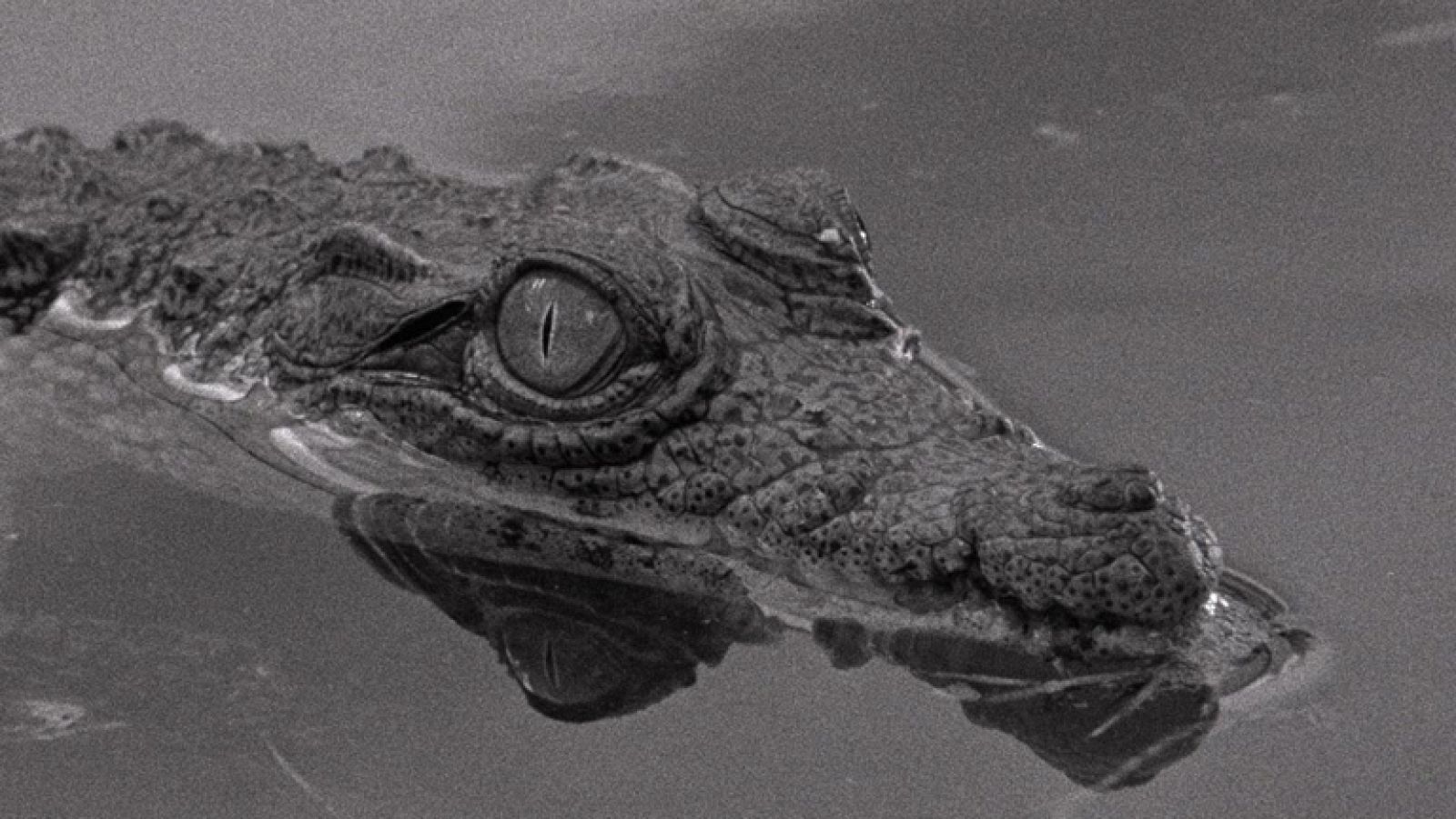 Días de cine: 'Tabú'