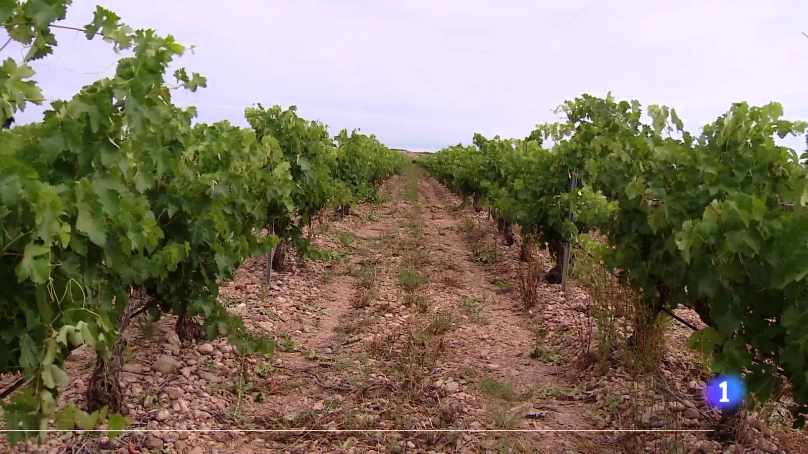 Informativo Telerioja 2 11-08-2025 Ver ahora | Ver