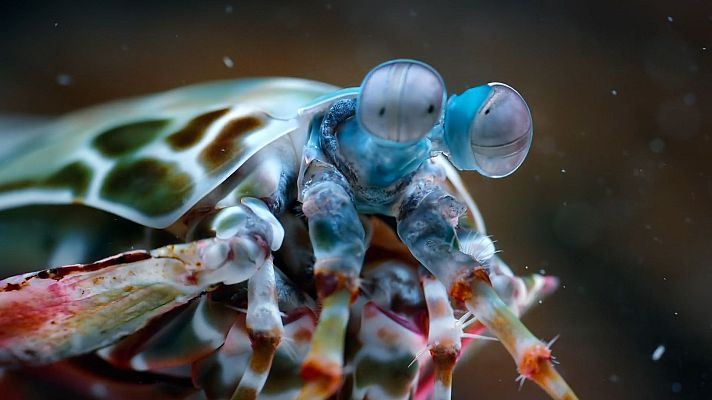 Los supervivientes definitivos de la naturaleza - Los 20 más rápidos