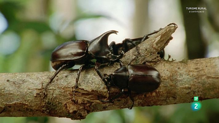 Som Documentals - Famílies animals sorprenents: Episodi 10