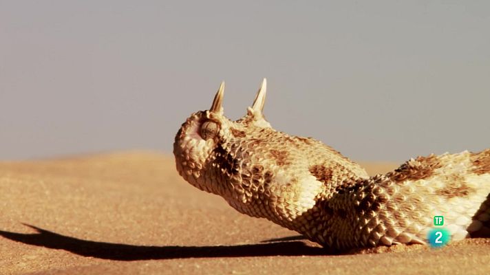 Som Documentals - Els supervivents definitus de la naturalesa - 1.Els vint millor velocistes