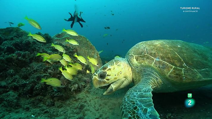 Som Documentals - Oceans èpics - Episodi 1: Les costes