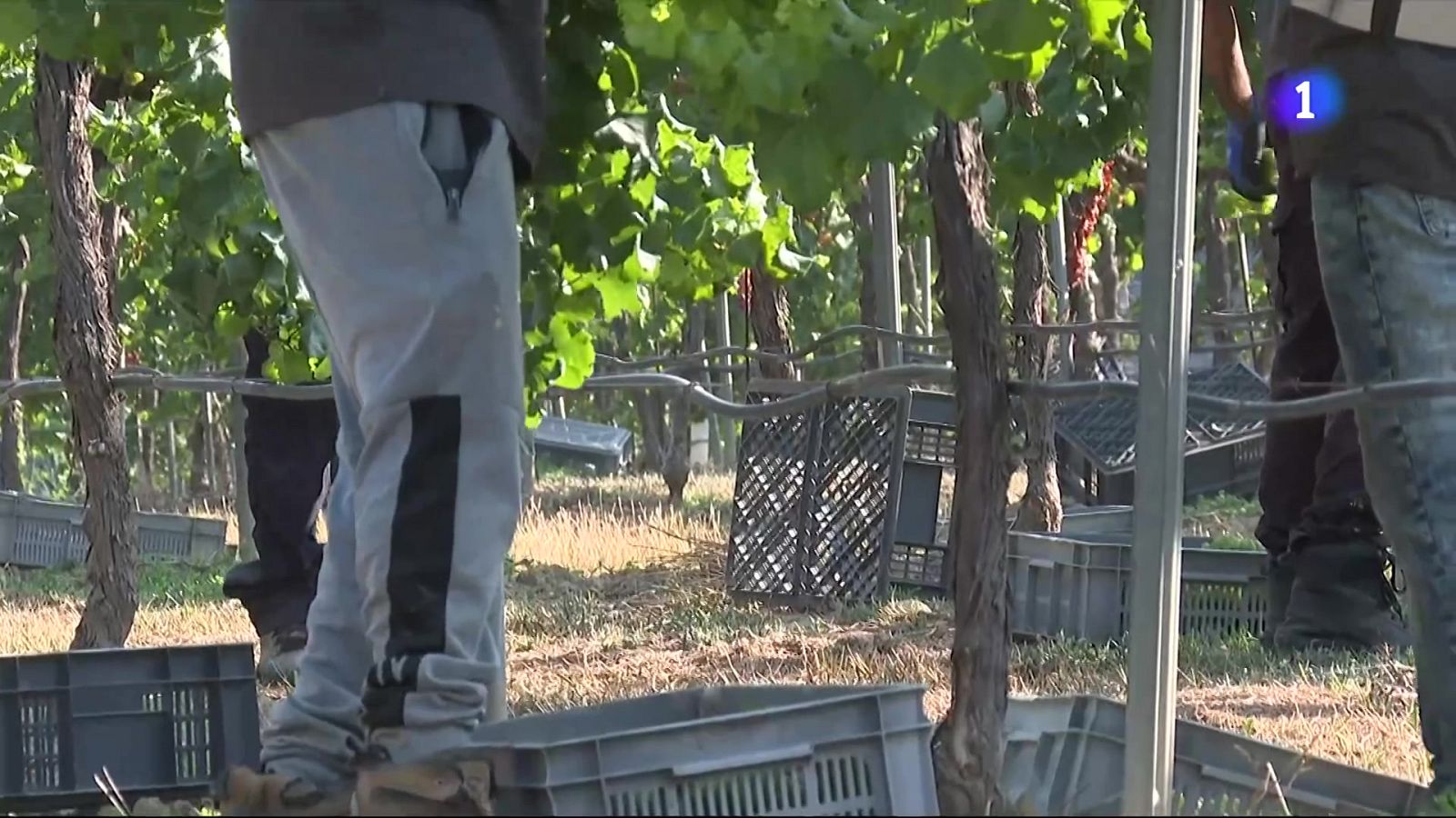 L'Informatiu - 12/08/2025