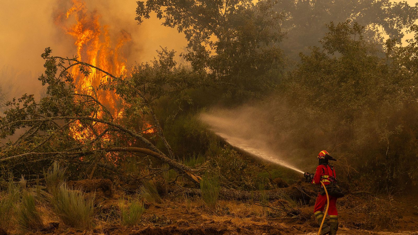 España arde en 12 días de agosto más que en todo 2024 - Telediario 1 | Ver
