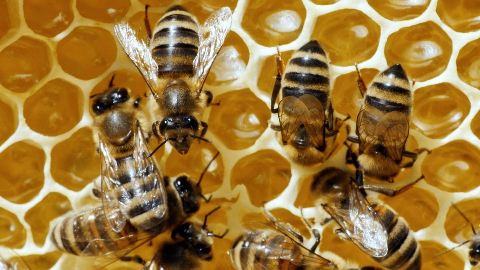 Los supervivientes definitivos de la naturaleza - Episodio 2: Los 20 mejores constructores - Los supervivientes definitivos de la naturaleza | Ver