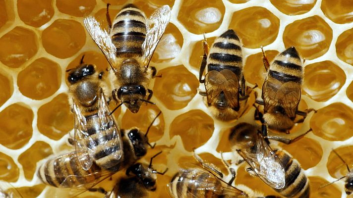 Los supervivientes definitivos de la naturaleza - Los 20 mejores constructores