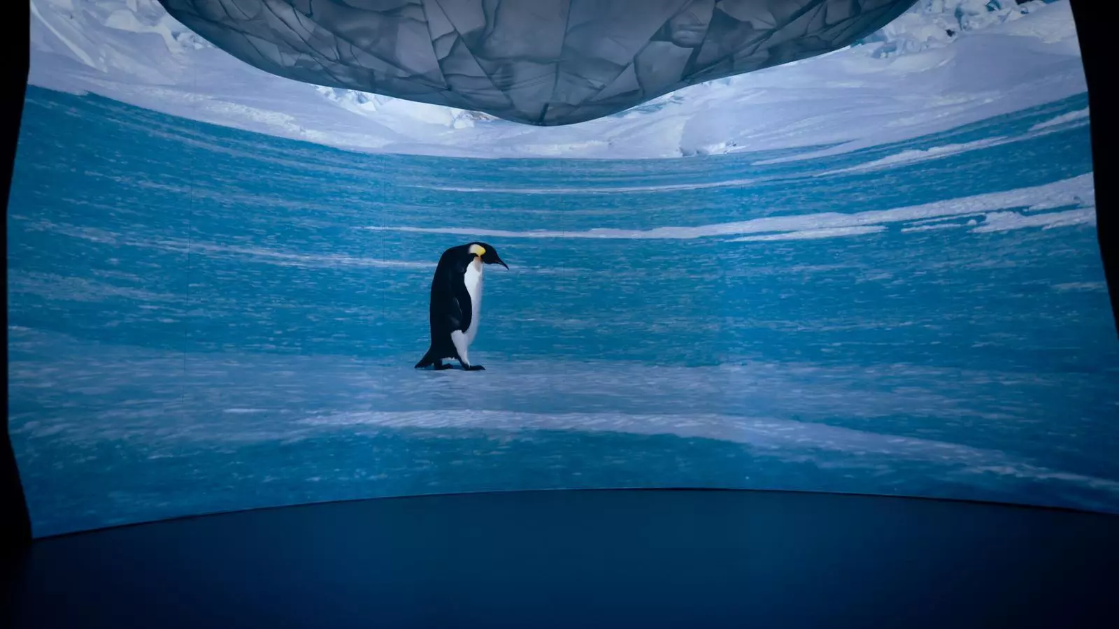 Barcelona acoge la exposición 'Antartica Experience' | Ver