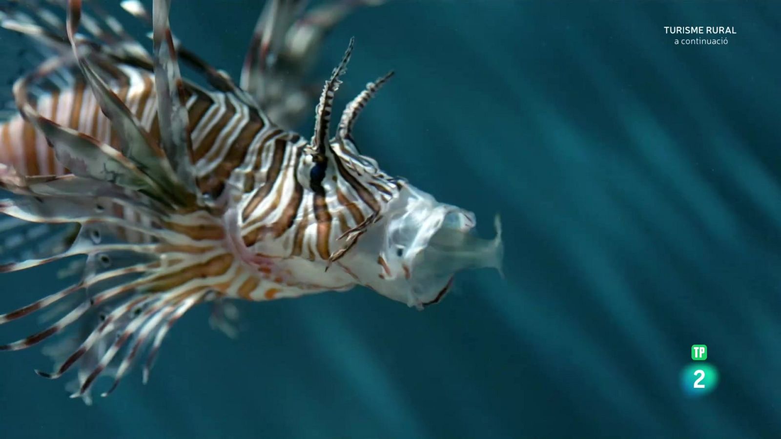 Oceans èpics - Episodi 2: Els esculls poc profunds - Som Documentals | Veure documental