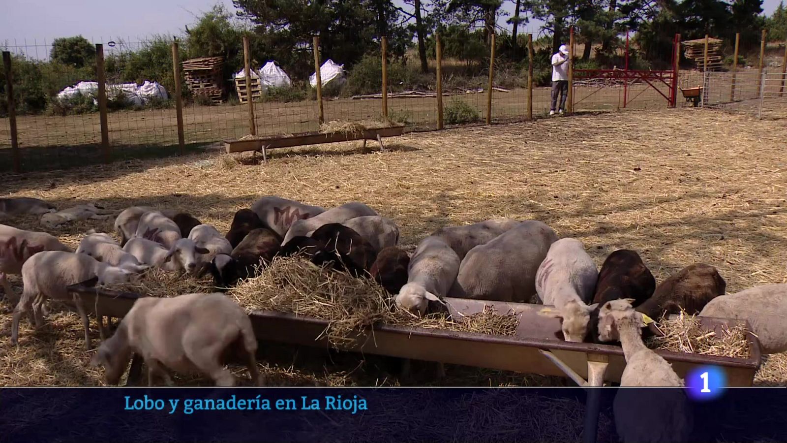 Informativo Telerioja 13-08-2025 Ver ahora | Ver