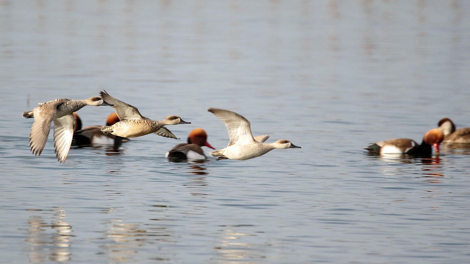 Récord de aves censadas en las Tablas de Daimiel | Ver
