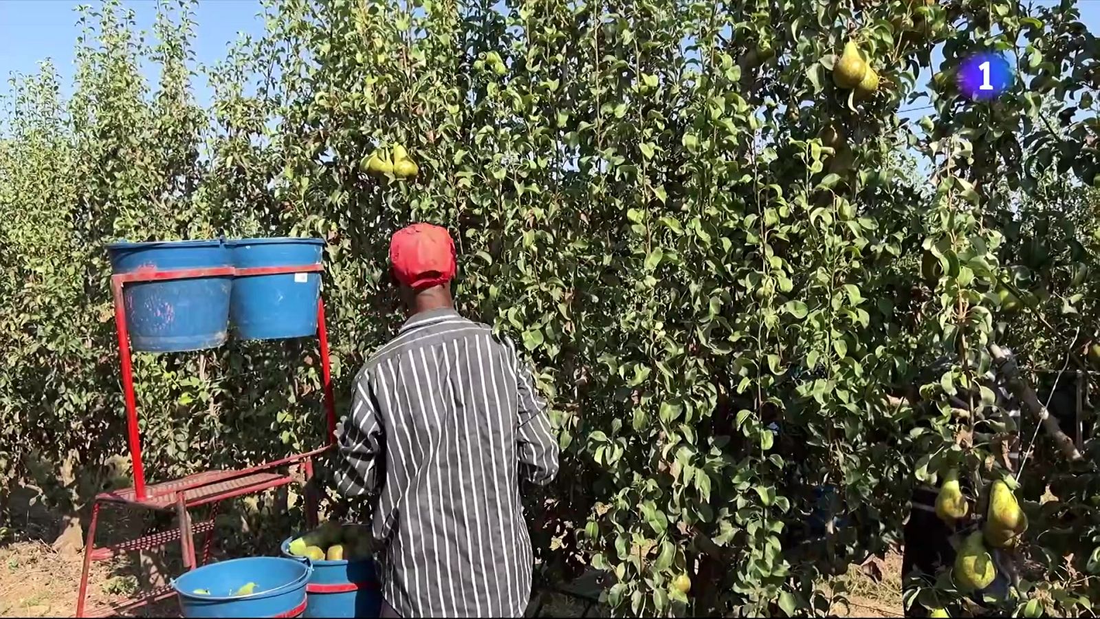 La mort d'un temporer a Alcarràs reobre el debat laboral - L'Informatiu | Veure