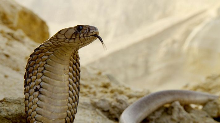 Los supervivientes definitivos de la naturaleza - Los 20 mejores artistas