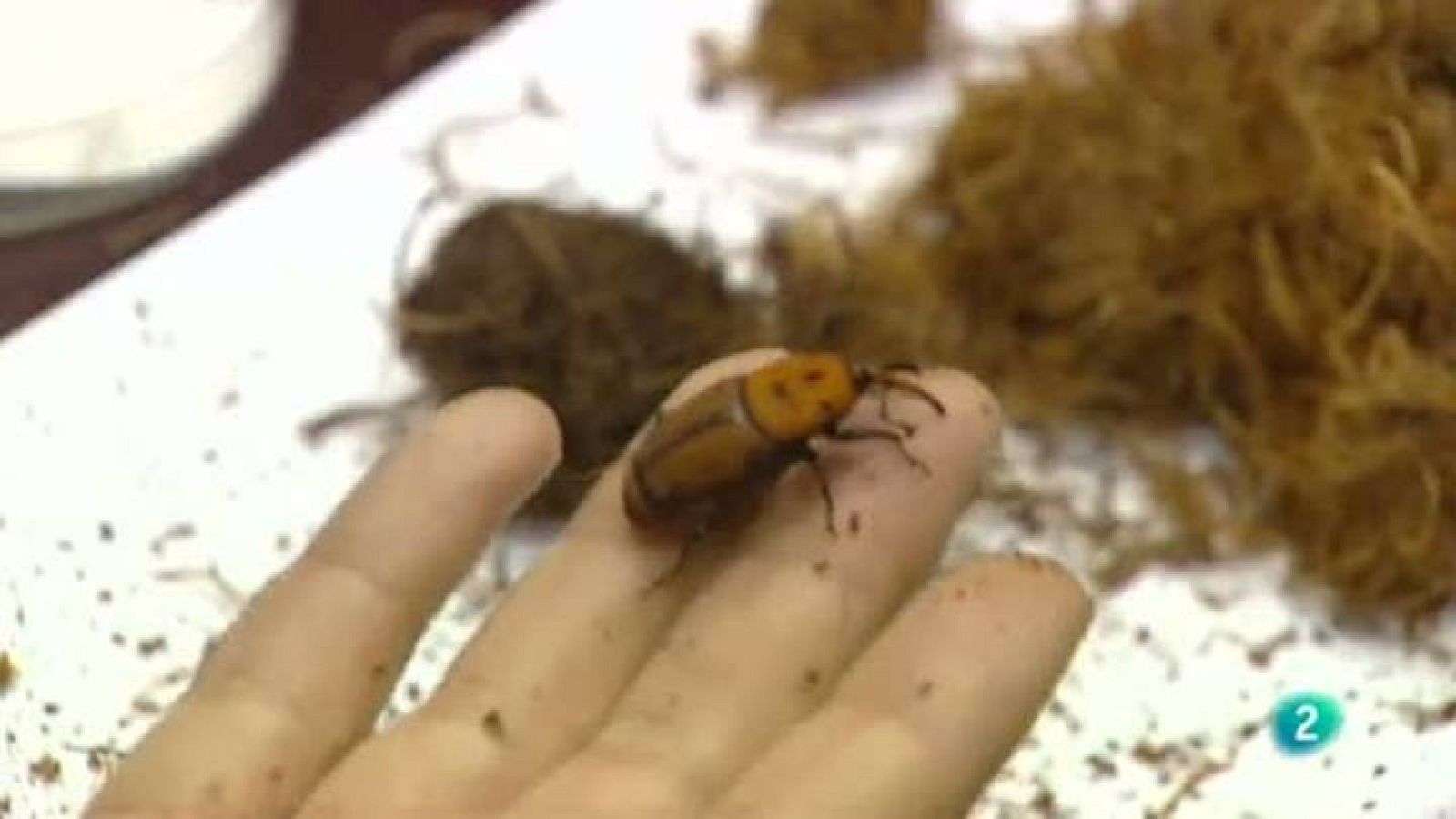 Para todos la 2 - Debate: Las plagas