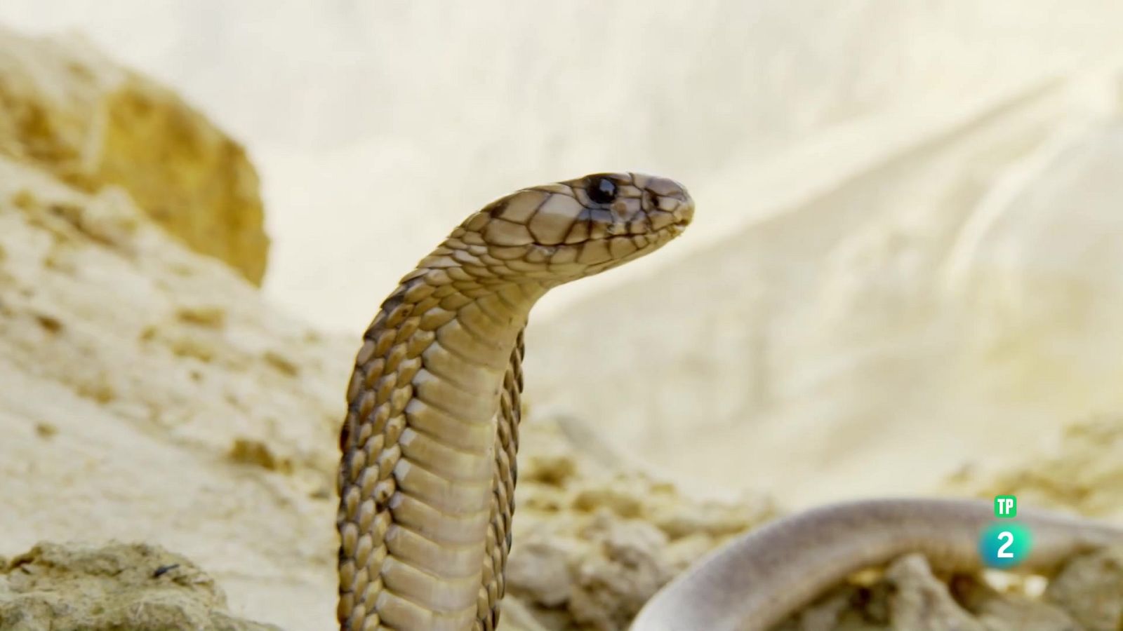 Els supervivents definitus de la naturalesa - Episodi 3 - Som Documentals | Veure documental