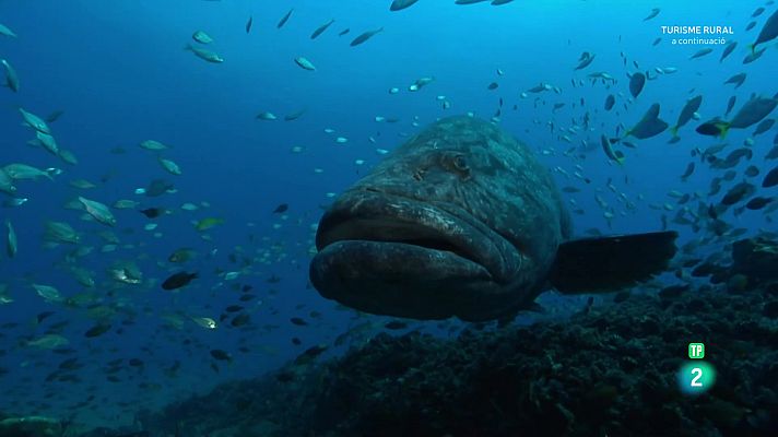 Som Documentals - Oceans èpics - Episodi 3: El mar obert - Grans documentals