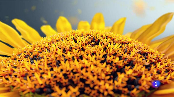 Noticias Andalucía - El tiempo en Andalucía - 14/08/2025