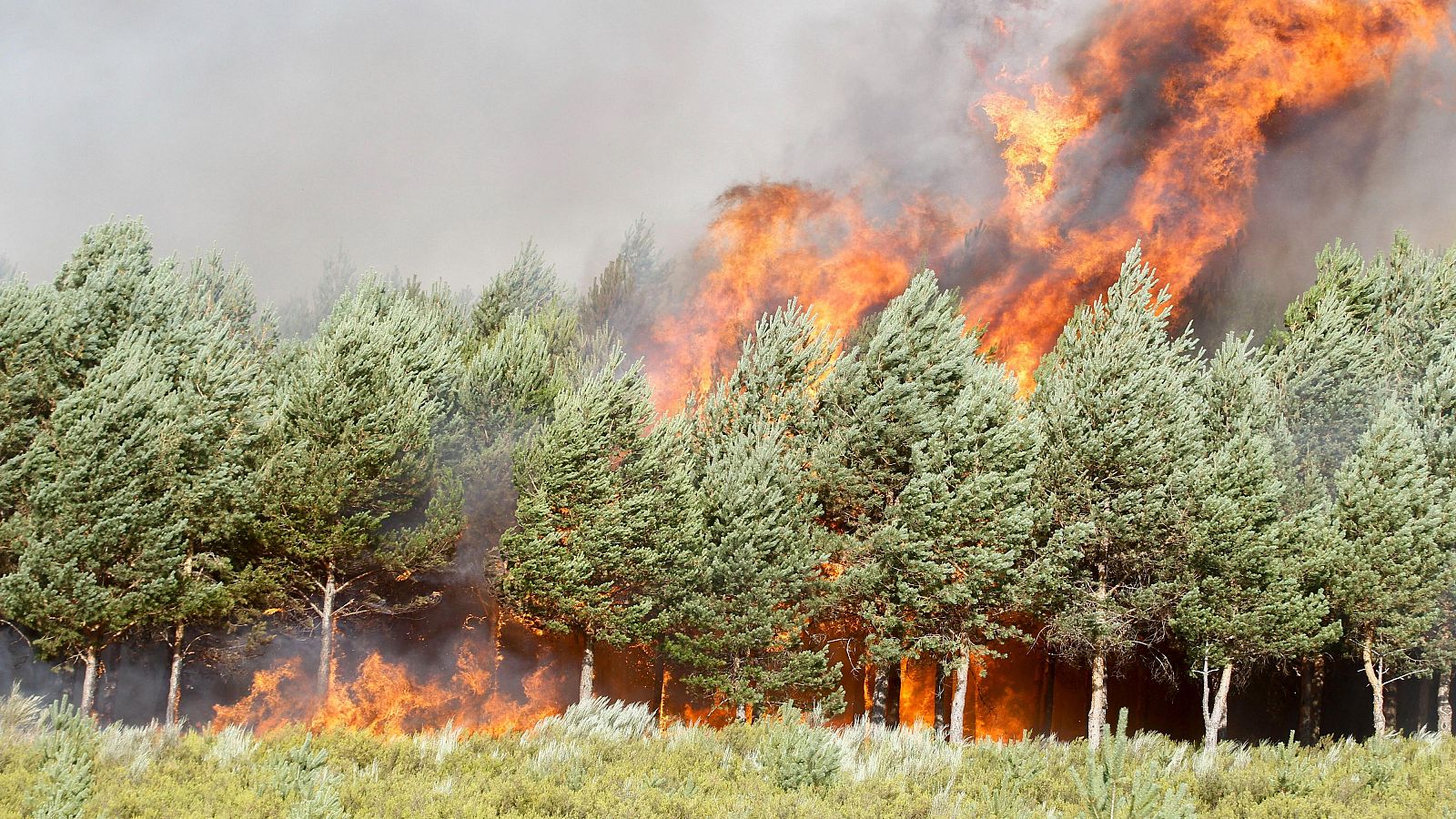 Diario 24 - 15/08/25 - Diario 24 | Ver